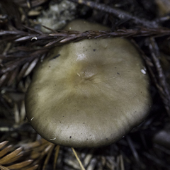 Melanoleuca melaleuca
