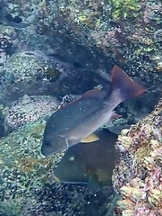 Lutjanus argentimaculatus