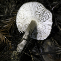 Melanoleuca melaleuca