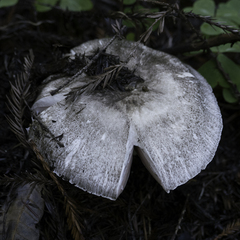 Agaricus deardorffensis
