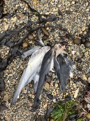 Chroicocephalus novaehollandiae