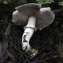 Agaricus deardorffensis