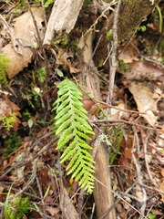 Notogrammitis heterophylla