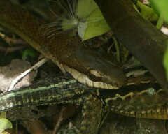 Mastigodryas melanolomus