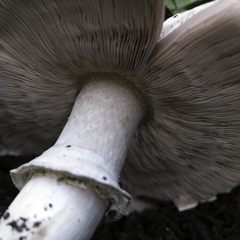 Agaricus deardorffensis