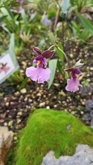 Caucaea