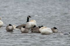 Branta canadensis parvipes