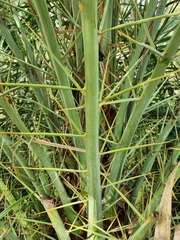 Phoenix dactylifera