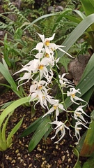 Oncidium cirrhosum