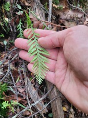 Notogrammitis heterophylla