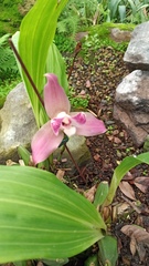 Lycaste