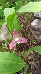 Lycaste