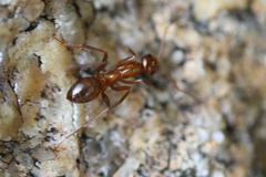 Formica incerta