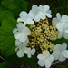 American Cranberrybush Viburnum - Photo (c) Kingsbrae Garden, some rights reserved (CC BY-NC-SA)
