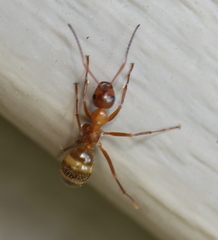 Formica incerta