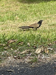Centropus phasianinus