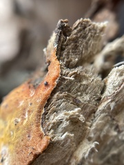 Hypomyces aurantius