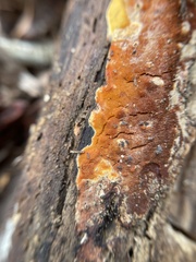 Hypomyces aurantius