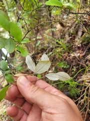 Helichrysum lanceolatum