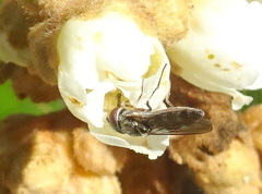 Platycheirus trichopus