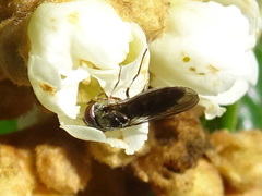 Platycheirus trichopus