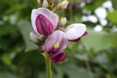 Pueraria