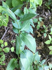 Vincetoxicum rossicum