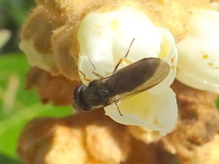 Platycheirus trichopus