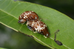 Asiophrida scaphoides