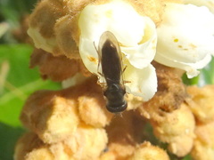 Platycheirus trichopus