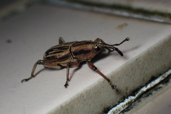 Rhabdoscelus lineaticollis