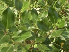 Rhamnus alaternus
