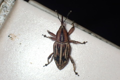 Rhabdoscelus lineaticollis