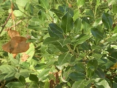 Rhamnus alaternus