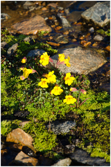 Erythranthe caespitosa