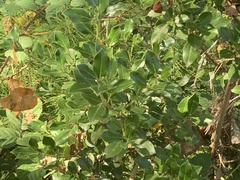 Rhamnus alaternus