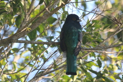 Trogon caligatus