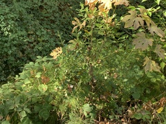Rhamnus alaternus