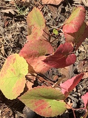 Vitis californica