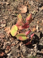 Vitis californica