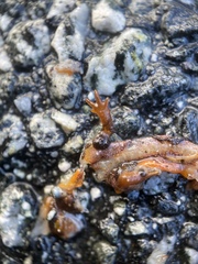 Ensatina eschscholtzii