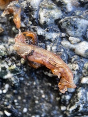 Ensatina eschscholtzii