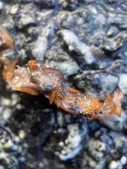 Ensatina eschscholtzii