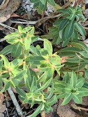 Euphorbia oblongata