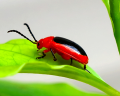 Disonycha discoidea