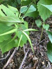 Vincetoxicum rossicum