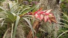 Aechmea tillandsioides