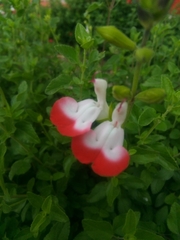 Salvia microphylla microphylla