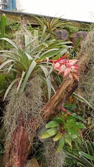 Aechmea tillandsioides