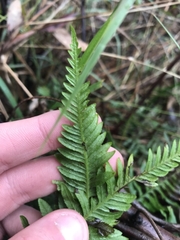 Pteridium esculentum